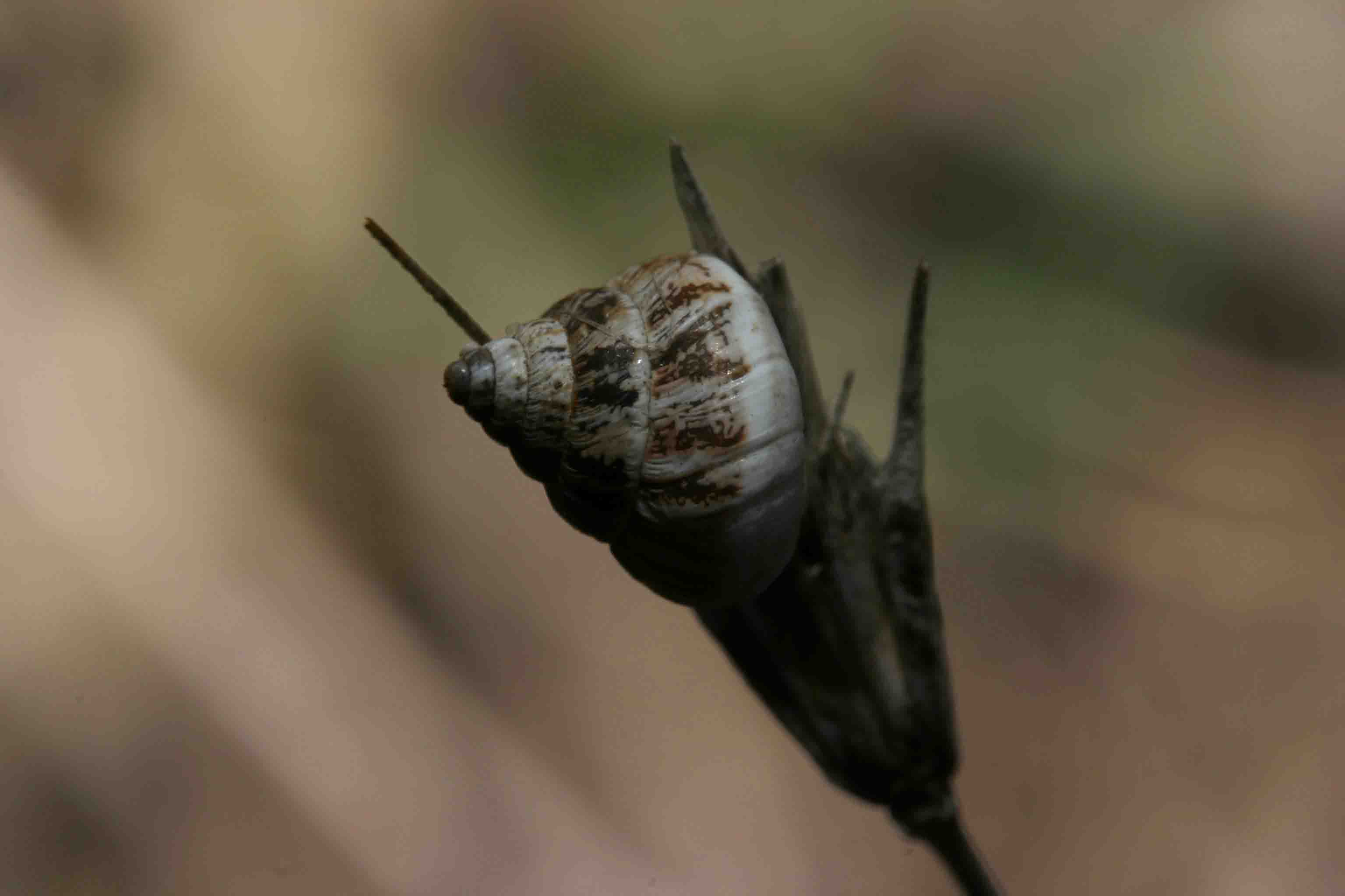 Variazioni di colore in Cochlicella conoidea